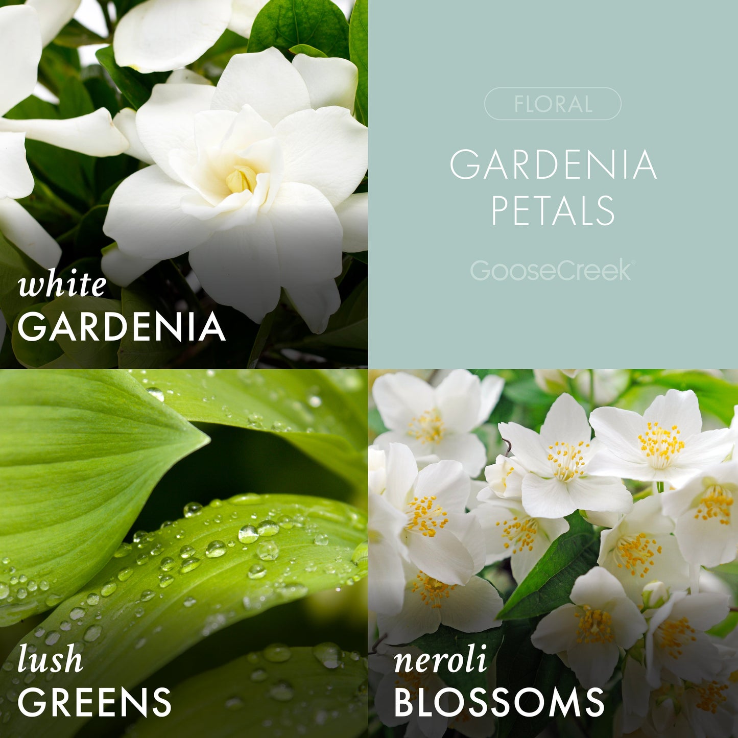 Gardenia Petals 3-Wick Candle